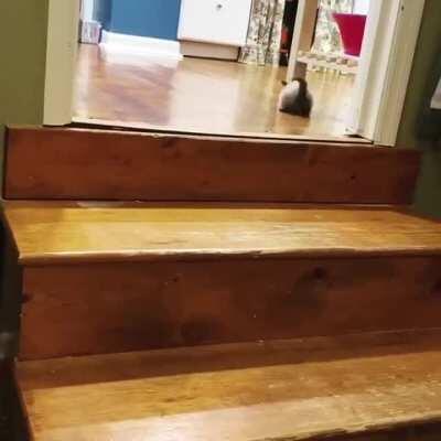 It was hinted that Miss Floof Bottom should also be over here as well. Hope you enjoy this video as much as we enjoy her.