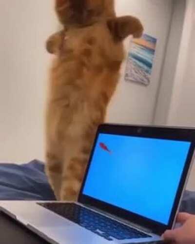 WCGW if you try to catch a non-existing fish