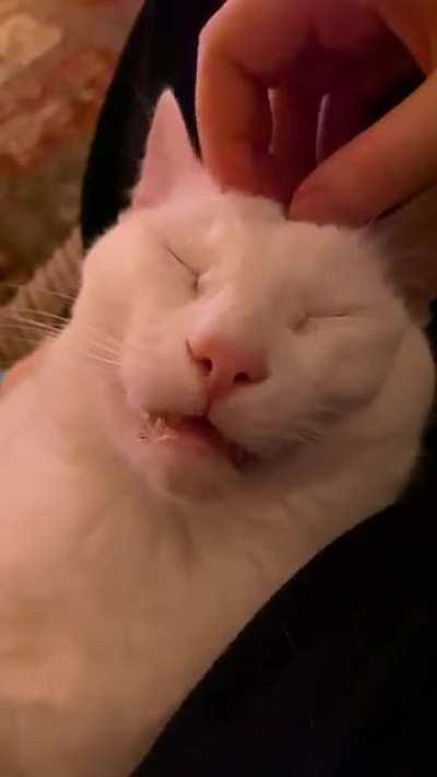 Kitty massage with the teefies out