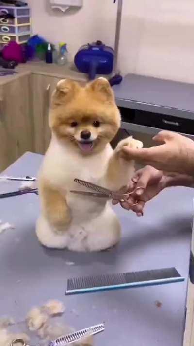 Hands down best haircut video I have ever seen.