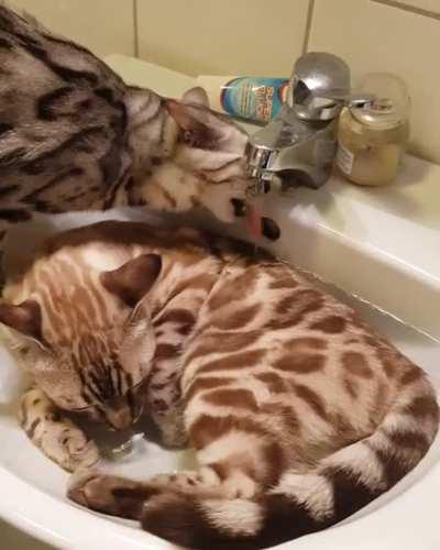 Too lazy to stand up so he clogged the sink with his body and created a ‘drinking pool’