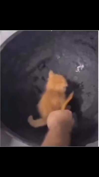 How to cook a kitten tutorial 