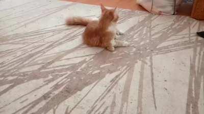 he made himself dizzy trying to catch the paper stuck in his tail