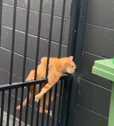 there are two types of cats