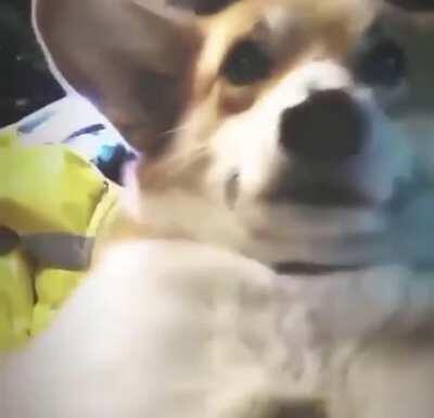 Bitch I’m a dog woof