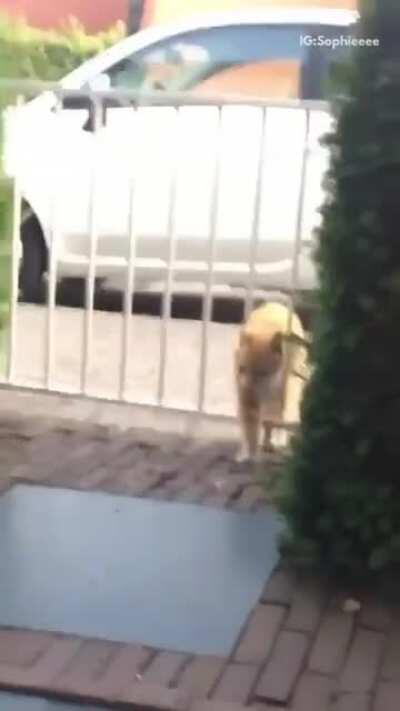 He missed the no trespassing sign