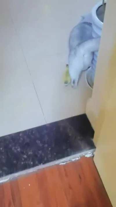 A cat as a mother or a nanny for a cute duckling