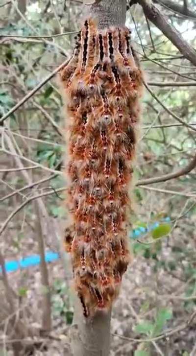 The hero turned her head quickly - had that tree just spoken?