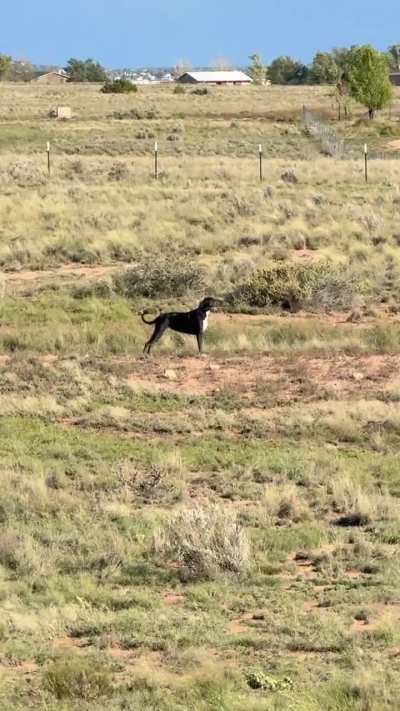 Harley girl, nose facing the wind, living her best life.