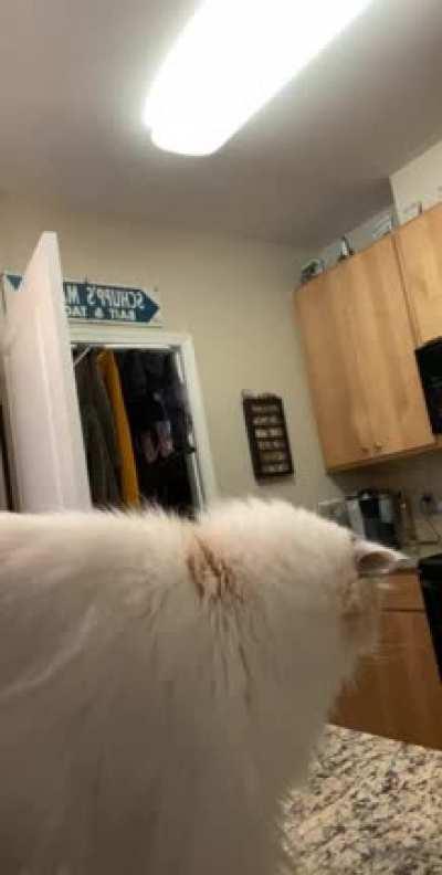 Pikachu doesn’t tolerate distractions.