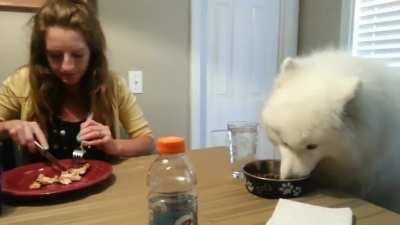 Lexi the Samoyed eats dinner at the table...
