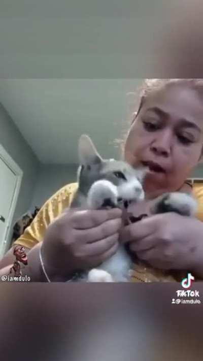 I imagine this is what most cats would sound like