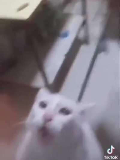 Cat sings during a fierce battle