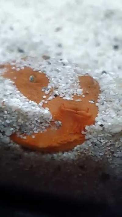 Because you all wanted to see him in action: 