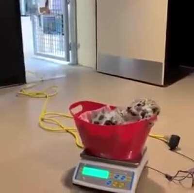 Does a big smol criminal belong here?