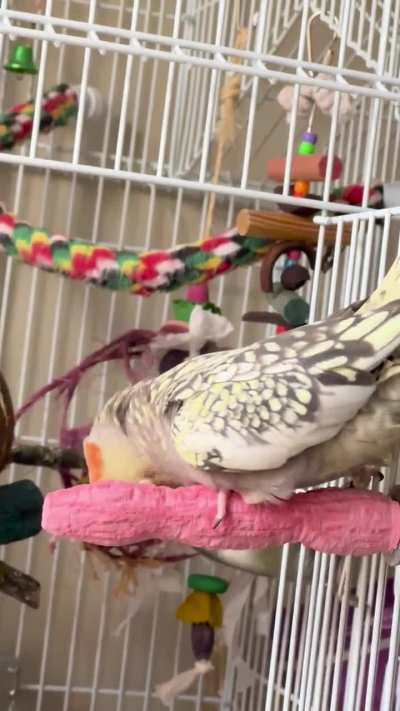 Underside of Her Perch is Somehow Tastier than the Top