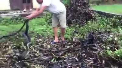 Catching multiple King Cobras with one hand