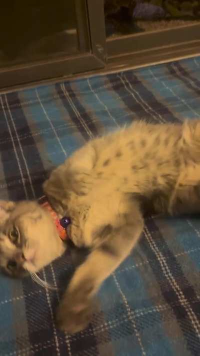 This kitten was abandoned in my apartment complex