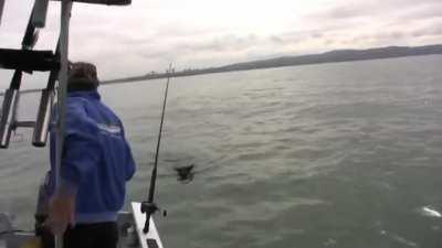 look at me, i am dolphin now