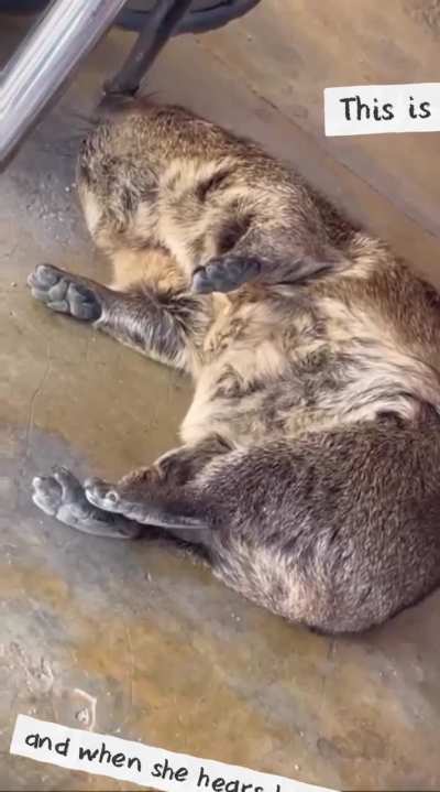 Me when I'm late for wawa