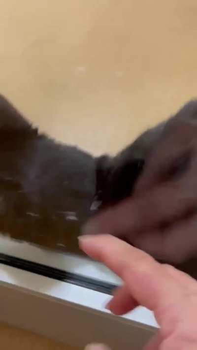 ‼️URGENT >> TEAMS >> Abandoned (dumped after hours at the shelter) >> sweet AND SHY.. sometimes hides >> but at risk due to length of time at the shelter >> Apple Valley Animal Shelter, San Bernardino County, CA