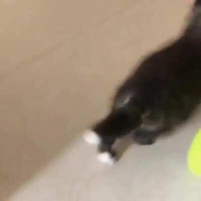 AdoRaBle FOx eNds IT aLl afTer HOrRifiC aBuSE