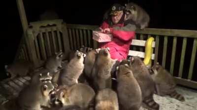 This Man Feeds His Local Raccoons Every Night