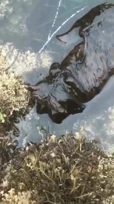 A massive sea slug also known as a Black Sea Hare