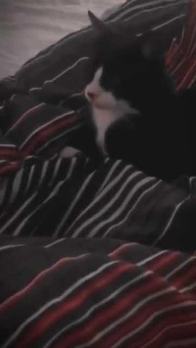 When your cat talks back to the dog