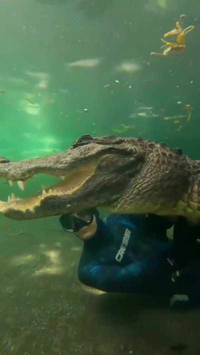 Imagine diving with an alligator…