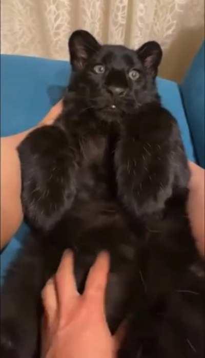 Baby black panther