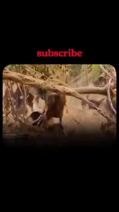 This honey badger shows why it’s considered the most fearless animal on Earth