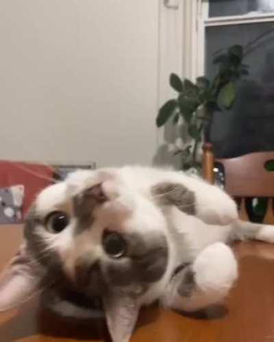 Evie, working her angles