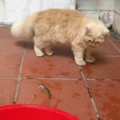 Did that shrimp just commit suicide?