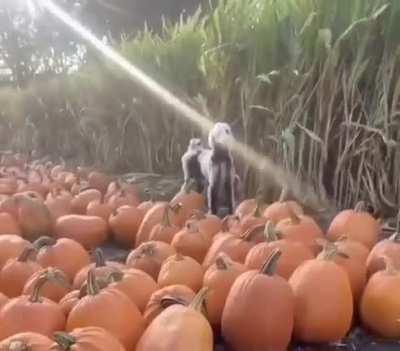 It’s almost spooky season here’s a skeleton doggo to bless the season!