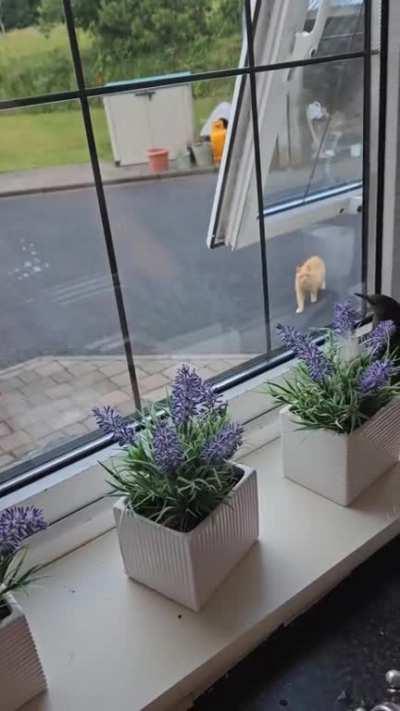 Bird stuck inside house