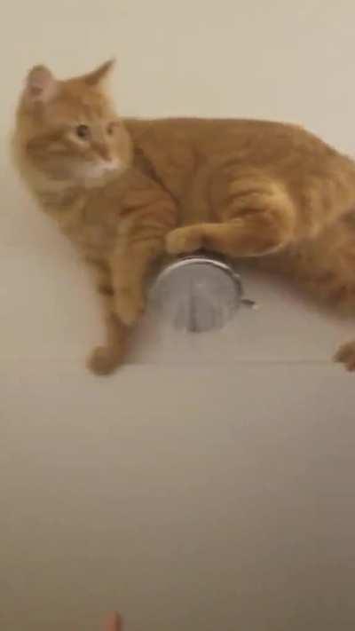 Shower Greebles 😹