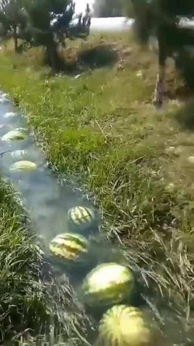 A stream used to more easily transport Watermelons.