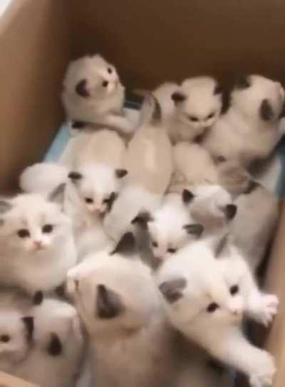 Here’s a box of cute kittens for you