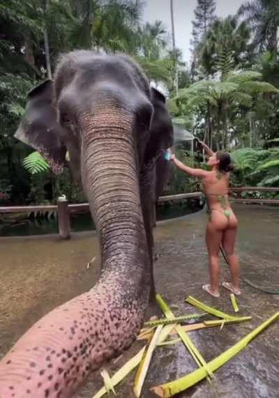 Elephant shower