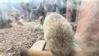 The bat-eared foxes this morning. They had the zoomies and one came up to say hi