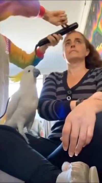 You are a member of my flock