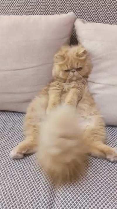 Couch successfully occupied.