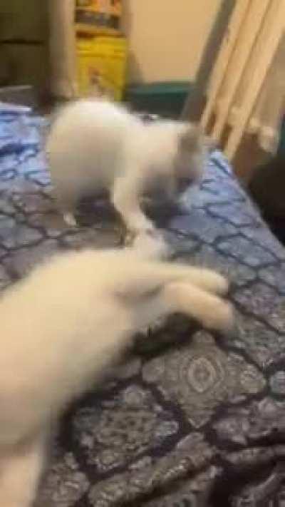 Boing boing boing boing