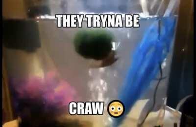 Craw
