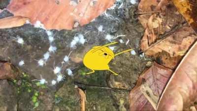 Jake showing how....it's...DONE!