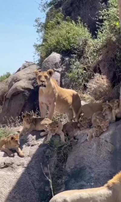 🔥the Punda Pride, residing in Serengeti National Park, Tanzania