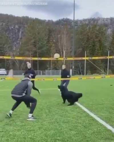 The little guy among four has a future in volleyball