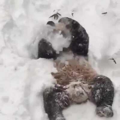 Pandas are such beautiful derps