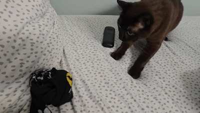 She is terrified of my socks